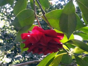 Camellia japonica "Mathothiana"