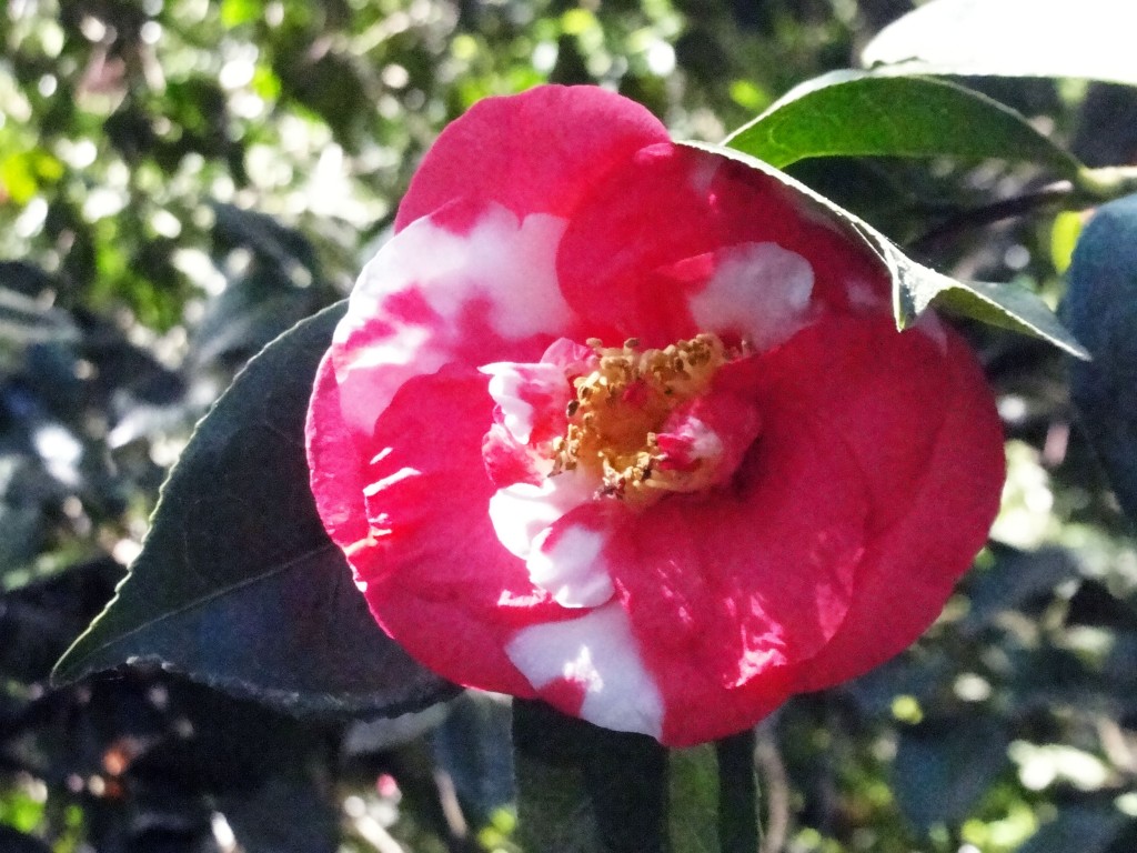 Camellia japonica "Mifenjaku"