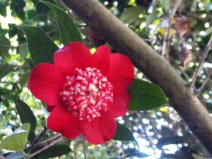 Camellia japonica "Bob's Tinsie"
