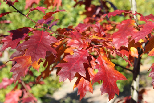 quercus-rubra-maxima-autumn-leaf-1