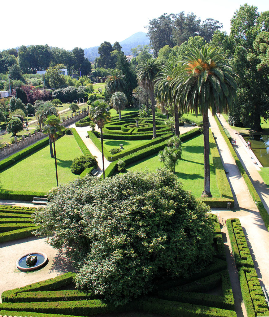 La Camelia “Matusalén” del Pazo Quiñones de León. – galicianGarden