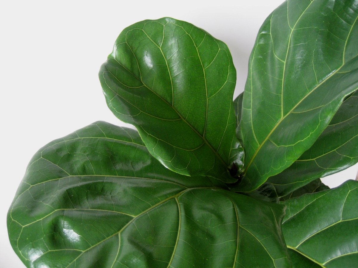 El árbol de interior con hojas de lira: Ficus lyrata. – galicianGarden