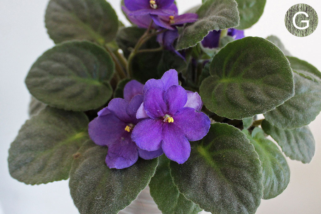 Flor de violeta