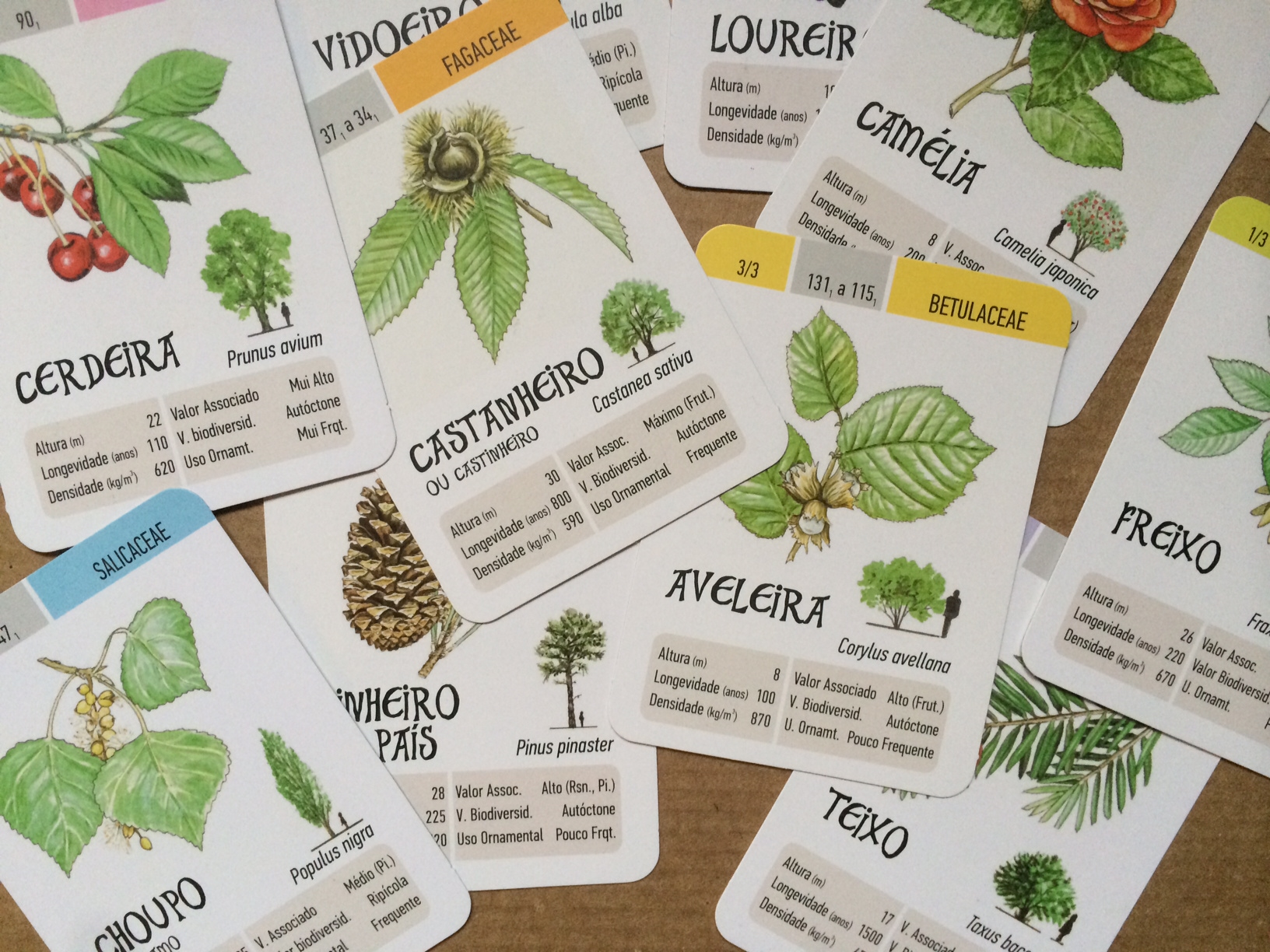 EDUCACIÓN: Conocemos los árboles de nuestro entorno jugando con la baraja  “Árbores na Galiza” – galicianGarden