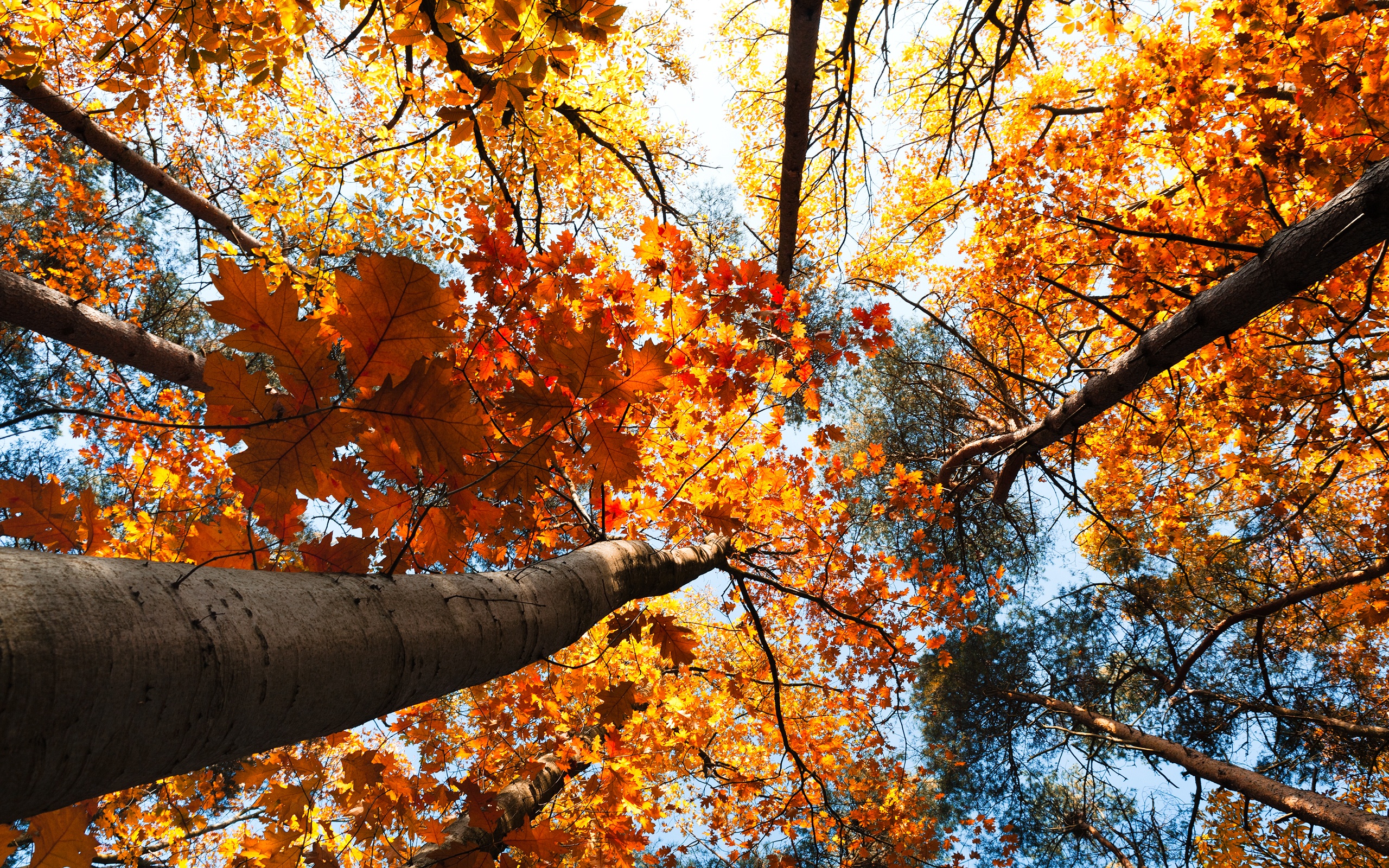 10 Árboles de otoño – galicianGarden